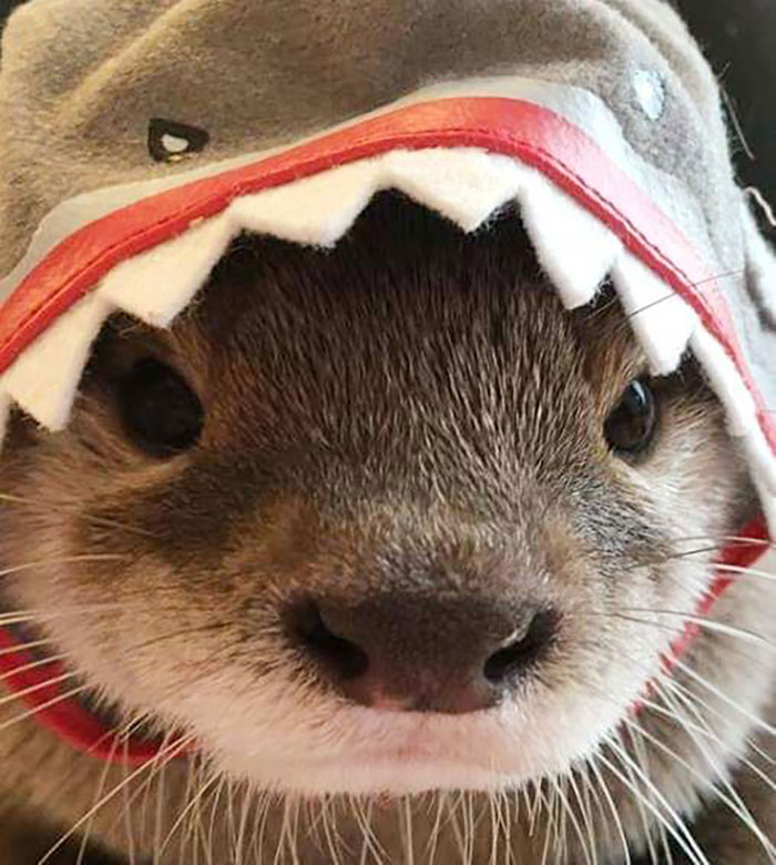 Here's An Otter Dressed As A Shark