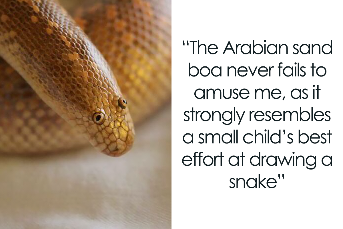 30 Snakes, Nope Ropes, And Danger Noodles That Are Too Cute To Pass By |  Bored Panda