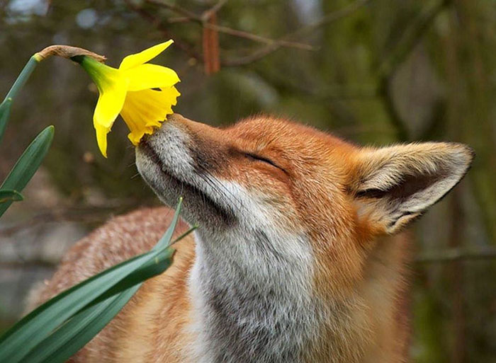 The Cute Fox Smelling A Flower!