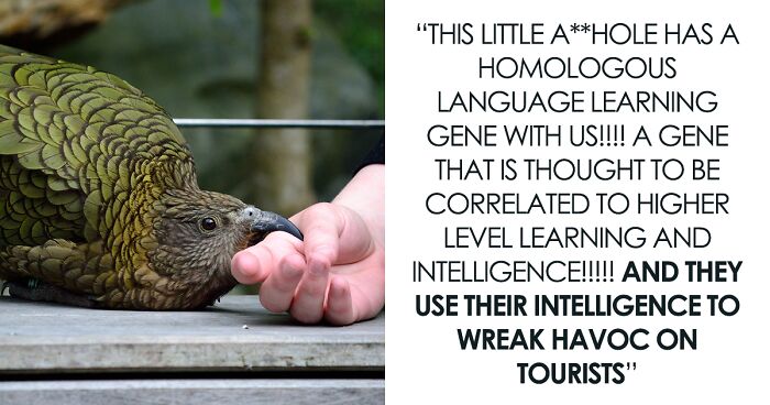 Netizens Are Loving This Humorous Tumblr Post Dedicated To The Intellectual Contrast Between Crows And Keas