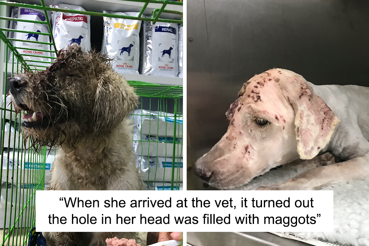 We Rescued A Dog With A Hole In Her Head, Treated Her, And Found Her A  Loving Home | Bored Panda