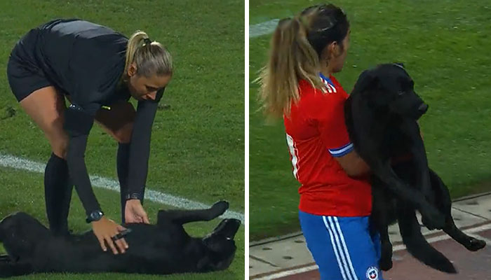People Online Are Loving This Black Labrador Demanding Belly Rubs From Players In The Middle Of An International Soccer Match