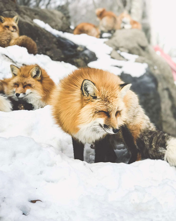 This Japanese Fox Sanctuary Was A True Hidden Gem