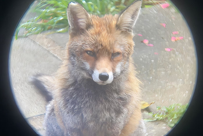 I Photographed The Fox That Visits Our Garden Often, Putting My Phone Against Binoculars