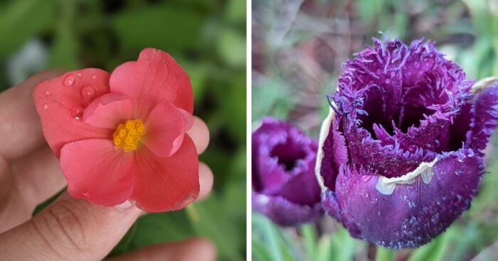 Some Photos Of Flowers And Nature That I Took (30 Pics)