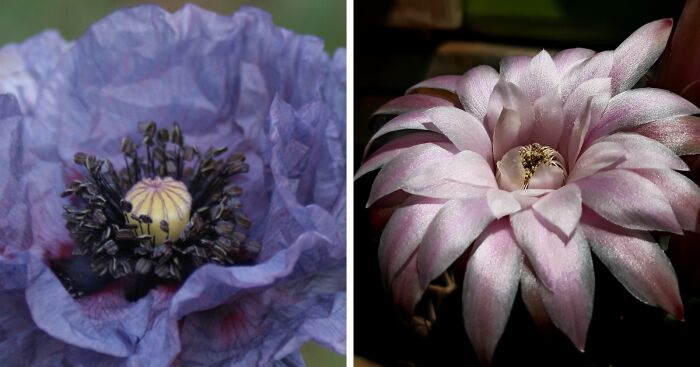 Hey Pandas, What Are Your Best Flower Photos This Summer? (Closed)