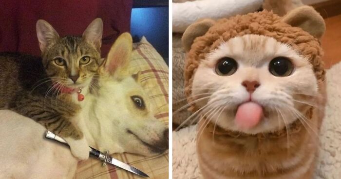 31 Absolutely Adorable And Hilarious Cats That Were Sneakily ...