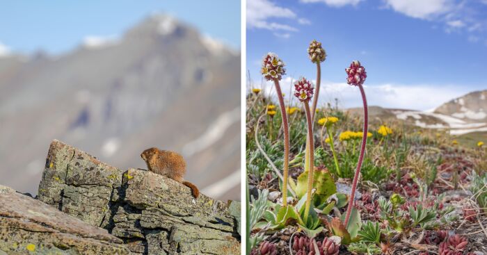 Why I Love Springtime In The Mountains (11 Pics)