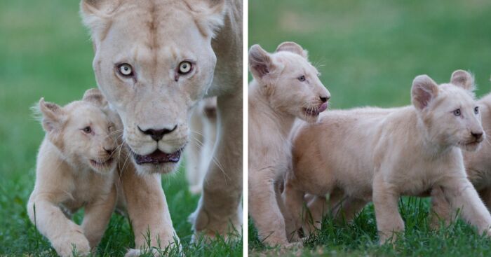 The First Steps Outside Of These Baby White Lions (10 Pics)