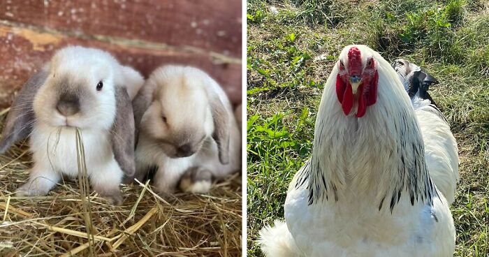 Hey Pandas, Show Us Your Best Day On The Farm (Closed)