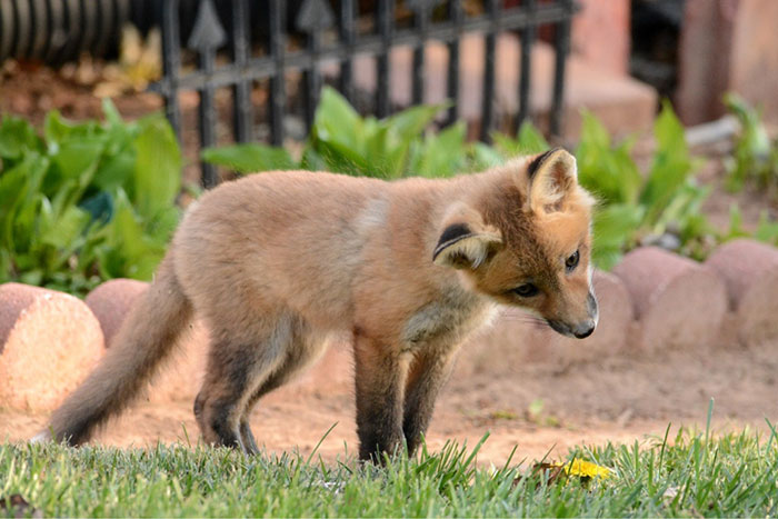 A Curious Fox - Pretty Aww To Me! In A Friend's Backyard In Ks