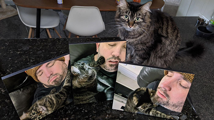 My Wife Has Been Secretly Collecting Pictures Of Me For Months Sleeping. Today, For Father's Day, I Was Gifted The Collection. I Present Catnapping