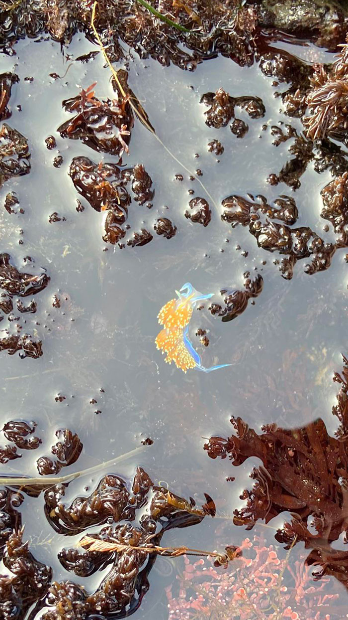 I Found A Brightly Colored Sea Slug At The Beach Today