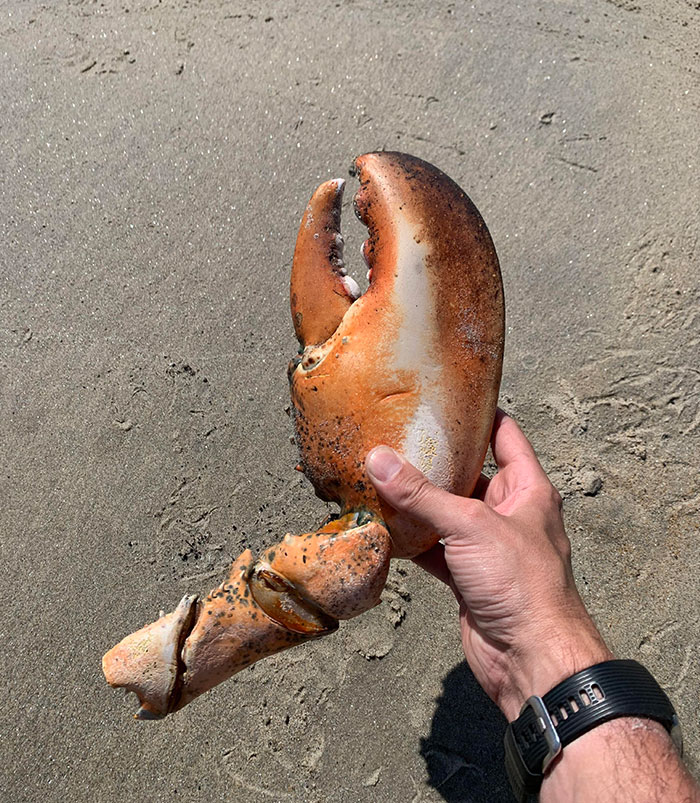 Found This Beast Of A Lobster Claw On The Beach