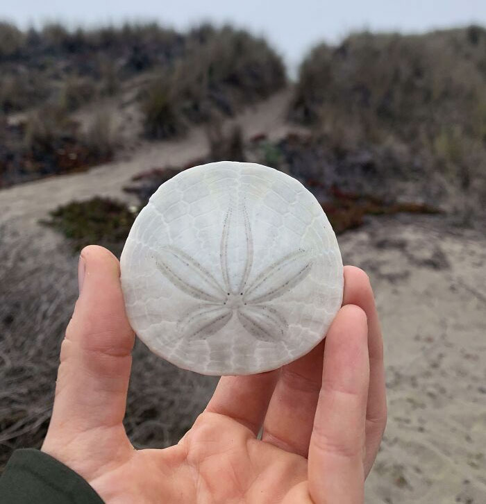 In 27 Years Of Life, Today Is The First Time I've Seen A Sand Dollar At The Beach. Bodega Bay