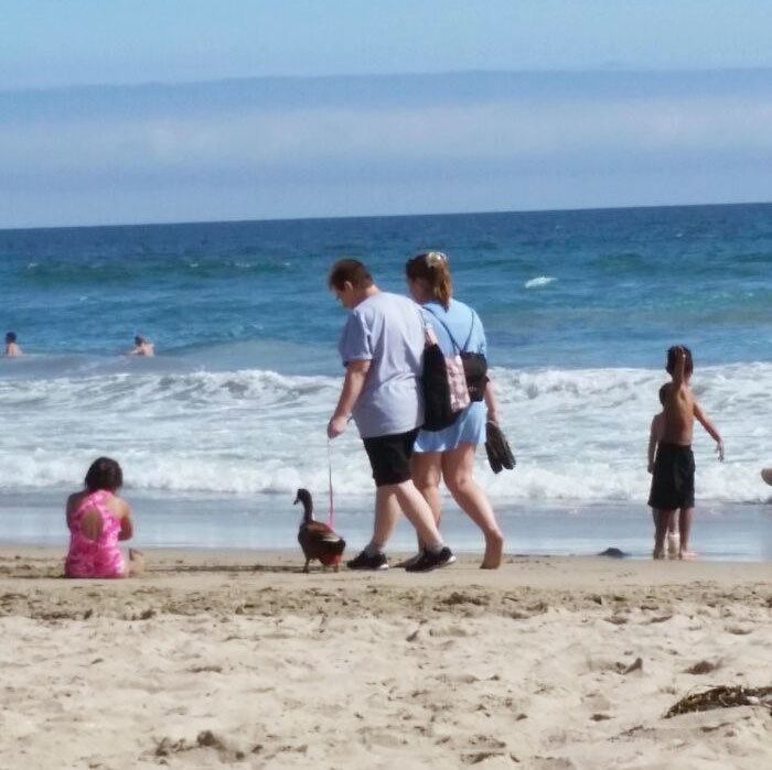 Went To The Beach And Saw People Walking Their Duck