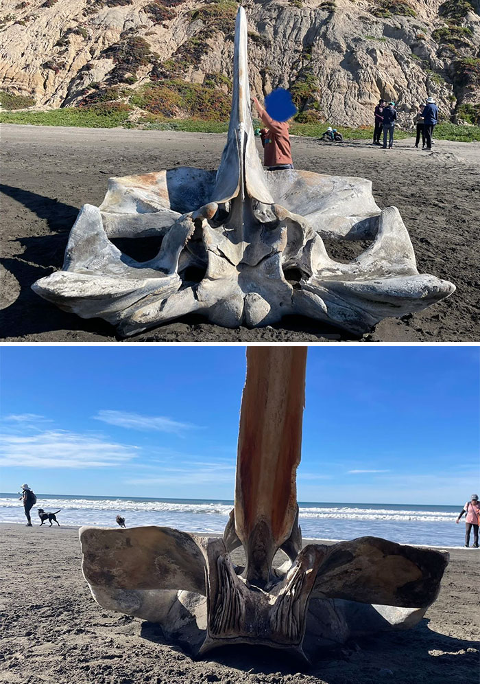 What Kind Of Bone Is This? Found On Beach, San Francisco Area, CA USA