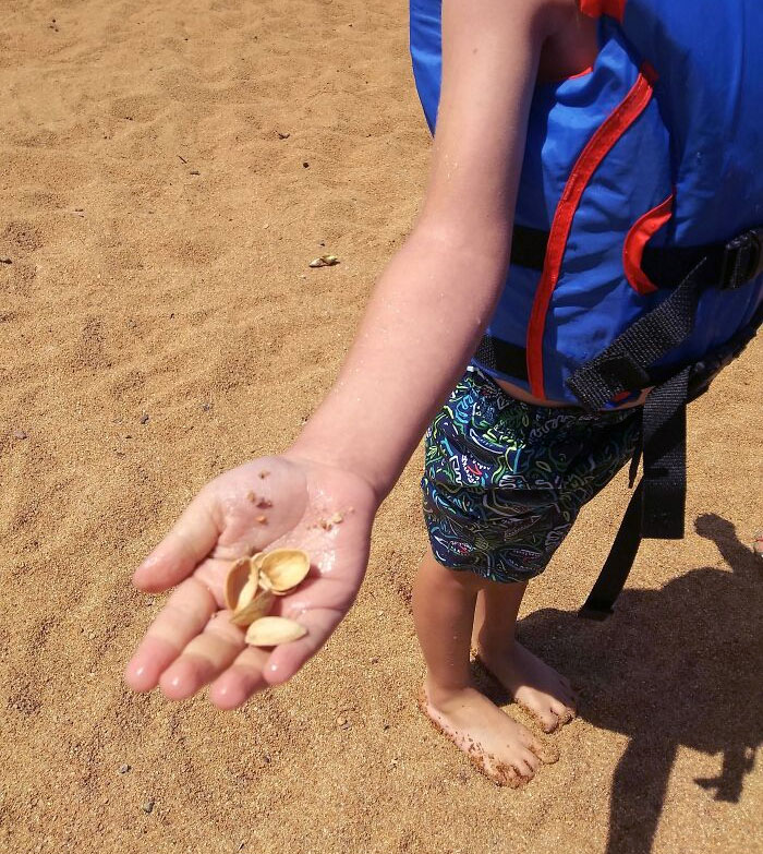 My Son Found Sea Shells On His First Trip To The Beach. I Didn't Have The Heart To Tell Him