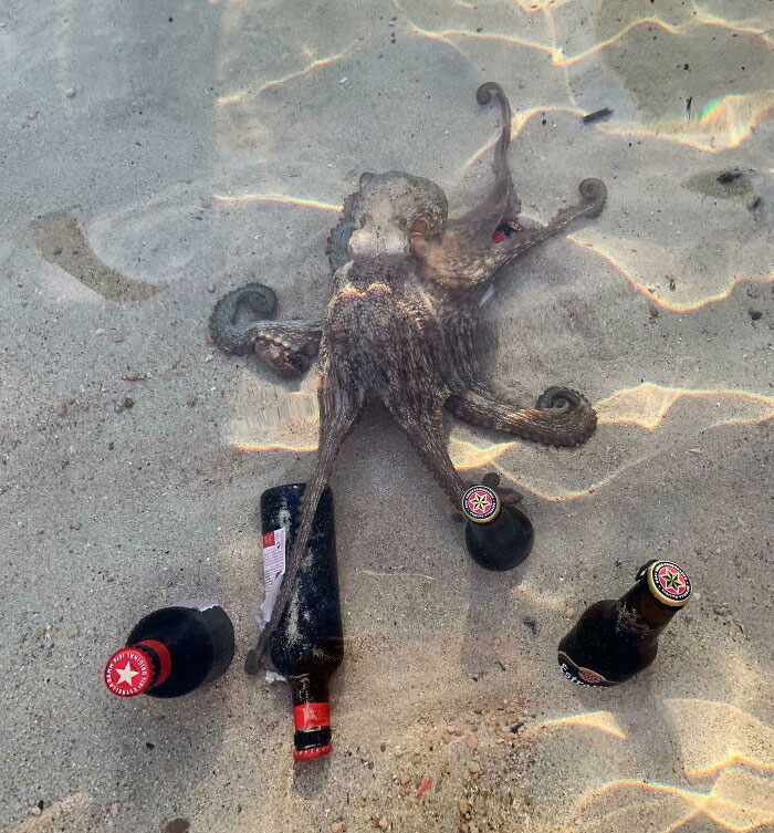Solo intentaba enfriar mi cerveza en el mar, cuando un pulpo me la robó