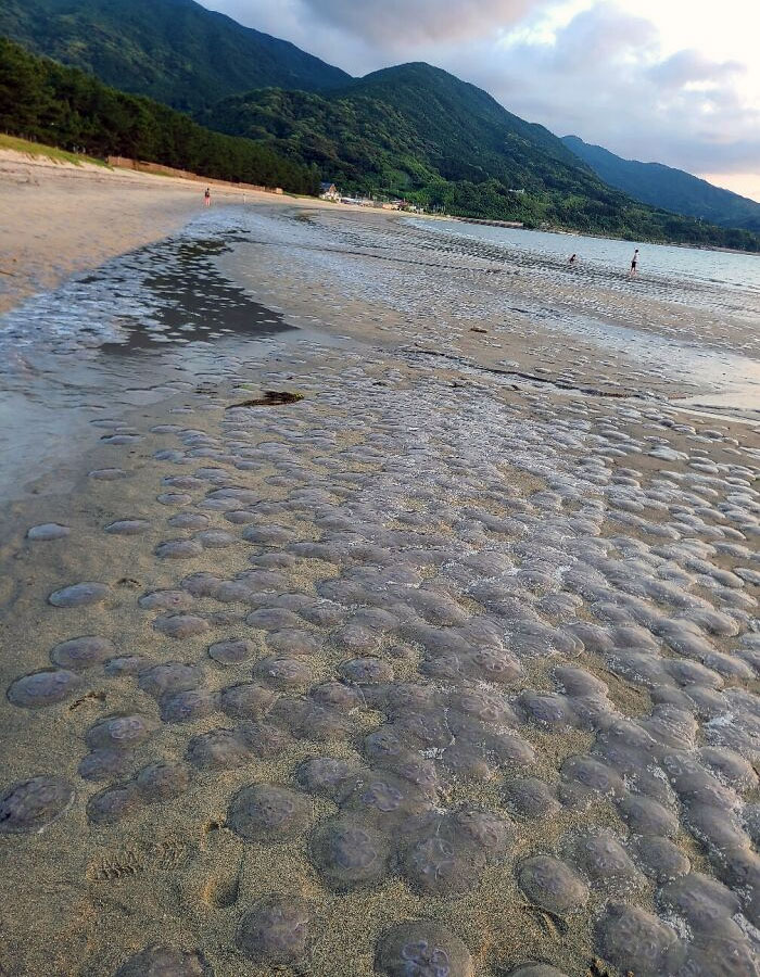 A Bloom Of Jellyfish Was Beached Near My Home In Southern Japan This Weekend