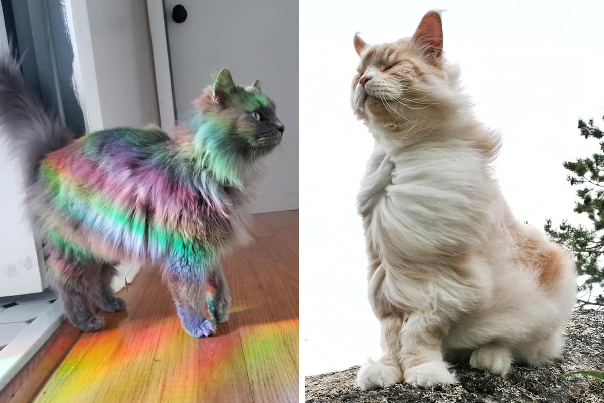 50 Times Cats Had Such \'Powerful Auras\', Their Owners Just Had To ...