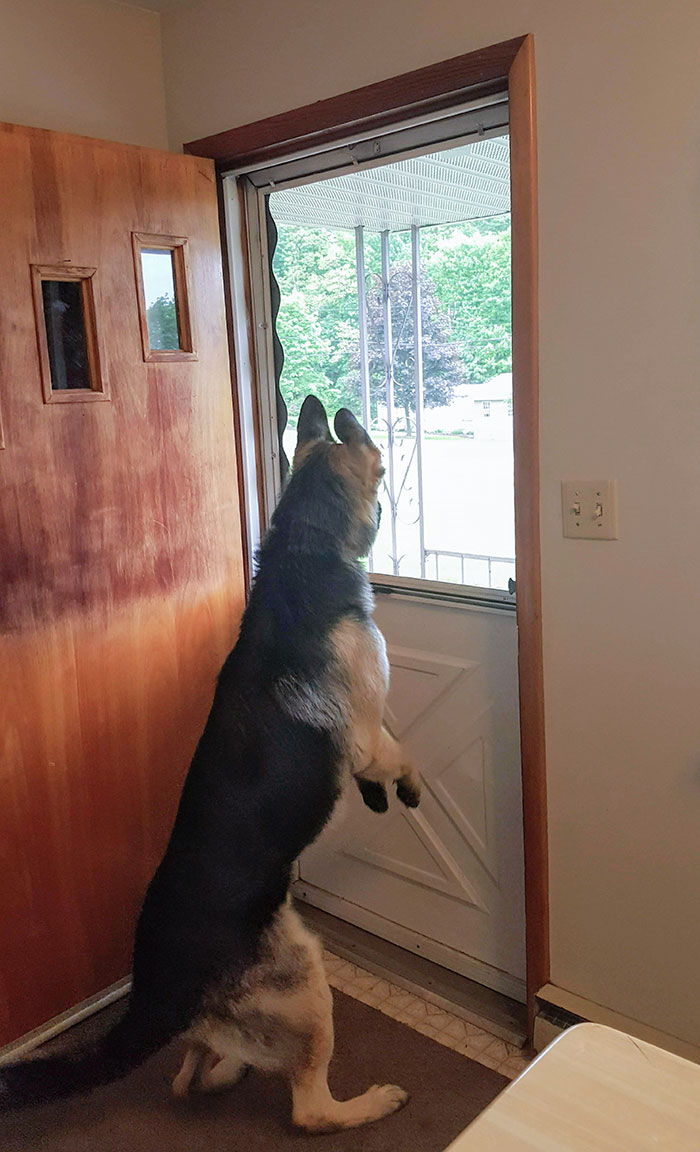 He Is Not Allowed To Put His Paws On The Screen Door So This Is What He Does