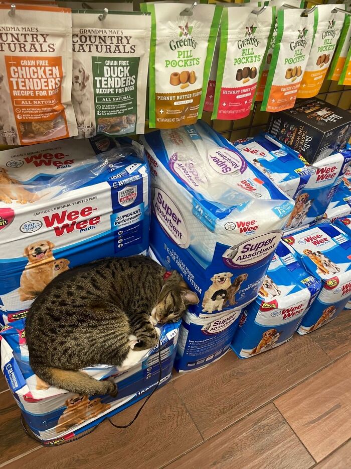 Funny-Store-Cats-Pictures