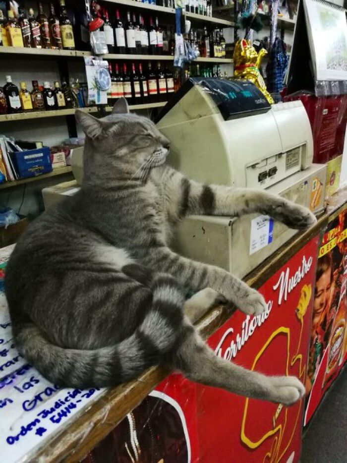 Funny-Store-Cats-Pictures