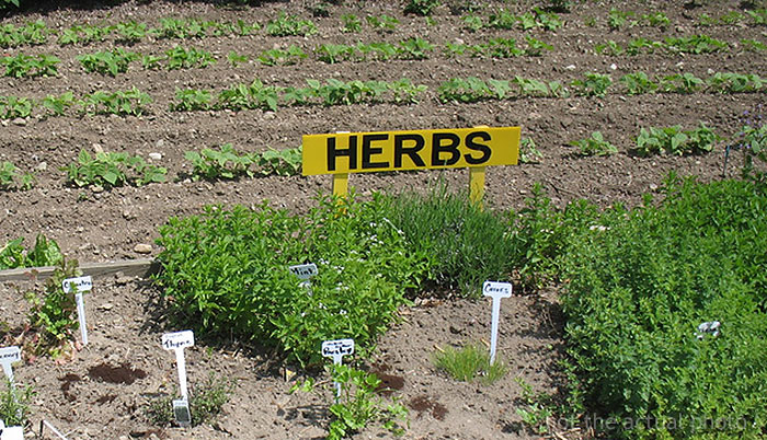 Person Livid After Neighbor’s Girlfriend “Helps Herself” To Their Entire Herb Garden After Being Offered “Some”