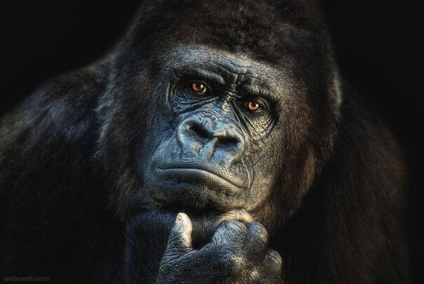 gorilla-pensoso-62a6eb1a1806c.jpg