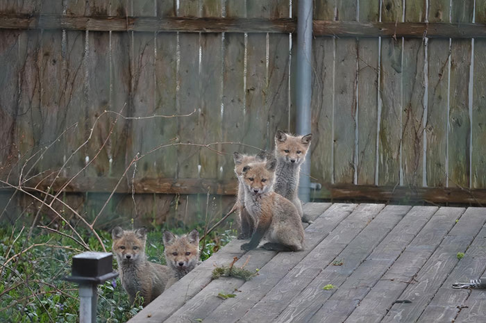 Picture Of Baby Foxes In My Backyard By My Pool Deck