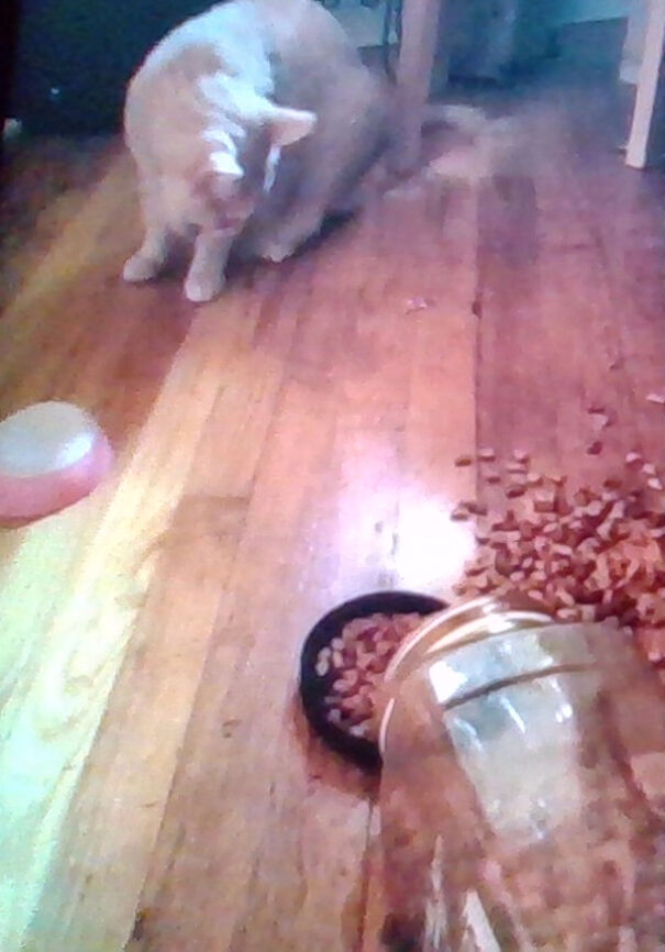 I Went Outside For Five Minutes And He Did This