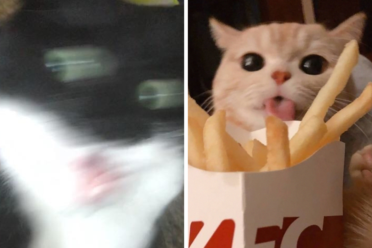 71 Funny Cat Memes You'll Laugh at Every Time