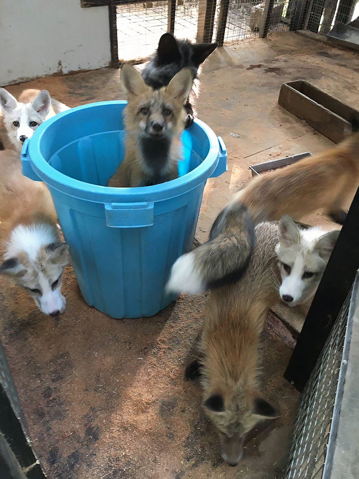 Fox Is In A Bucket