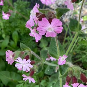 jacquelinebouma avatar