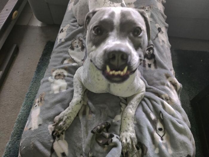 My Bestest Boy, Brutus Augustus- With All The Teeth And The Biggest Smile