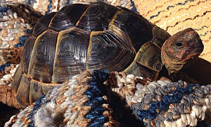 Hermann The Tortoise 2010 - First Picture On An iPhone