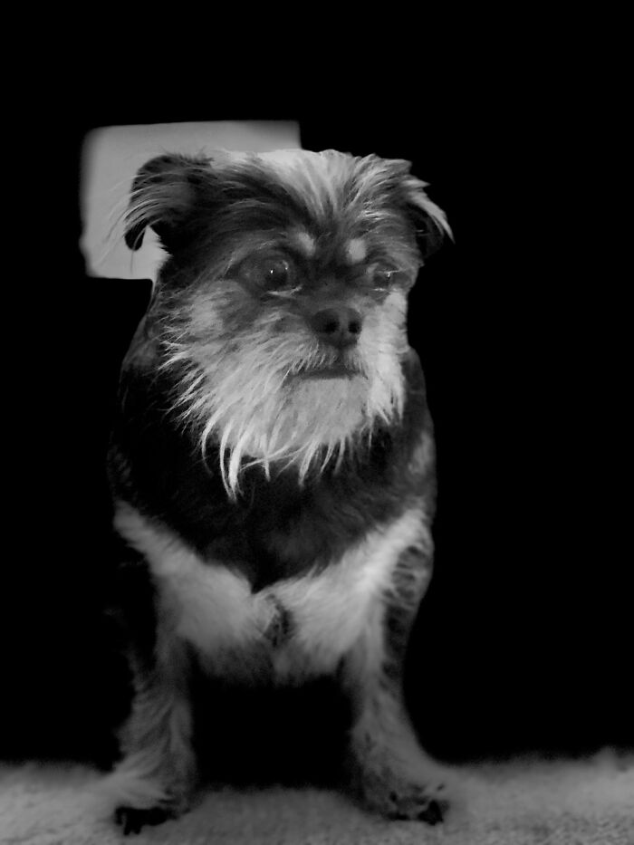 Portrait Of A Friend’s Pet Having An Existential Crisis