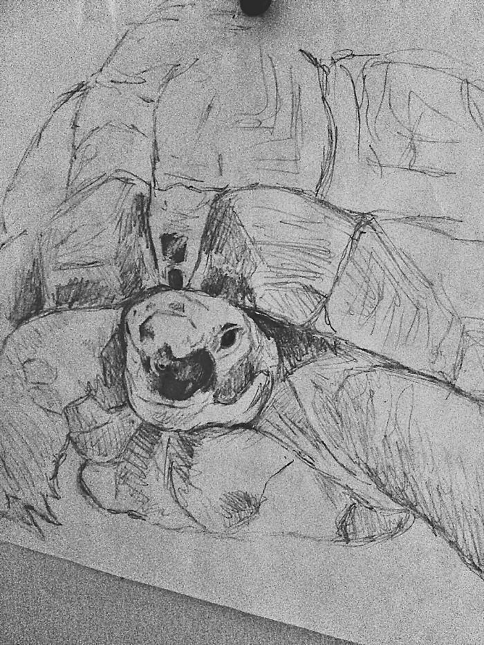 Hermann My Greek Tortoise, Never Finished - Was Just A Doodle.