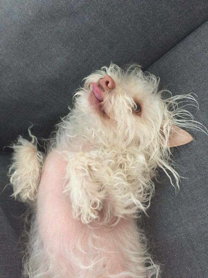 My Sweet Silly Dog, Biscuit