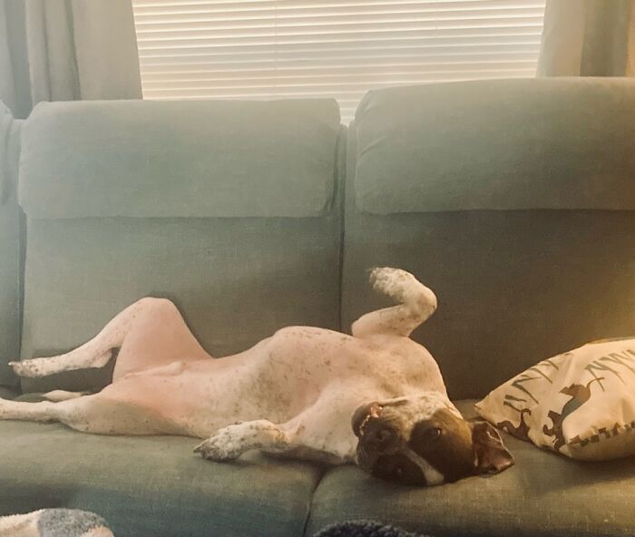 Brutus Augustus Is Living His Best Life On His 3rd Birthday. (Valentine’s Day, 2022)