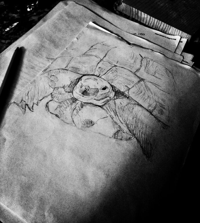 Tortoise Sketch