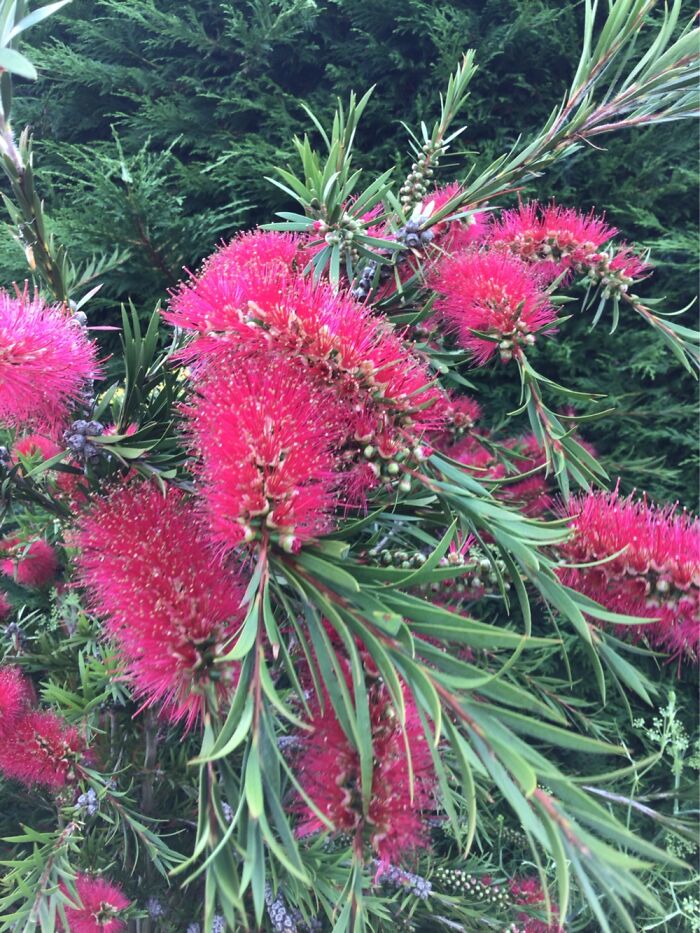 Ozzy Bottle Brush In North Wales