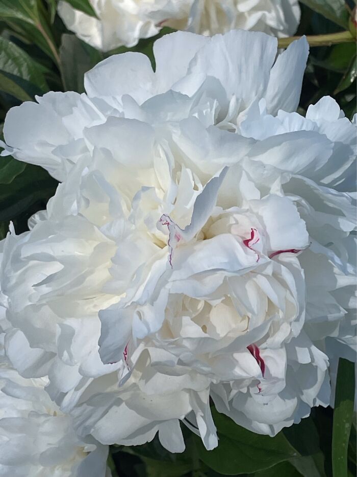 From A Neighbor’s Yard