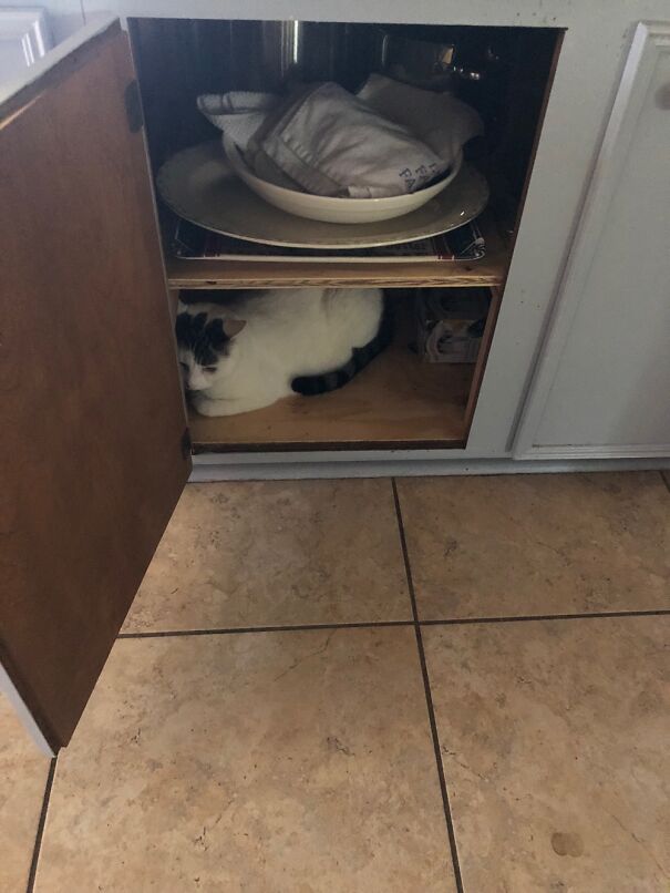Hiding From New Little Brother Kitten Who Is A Menace 🤣