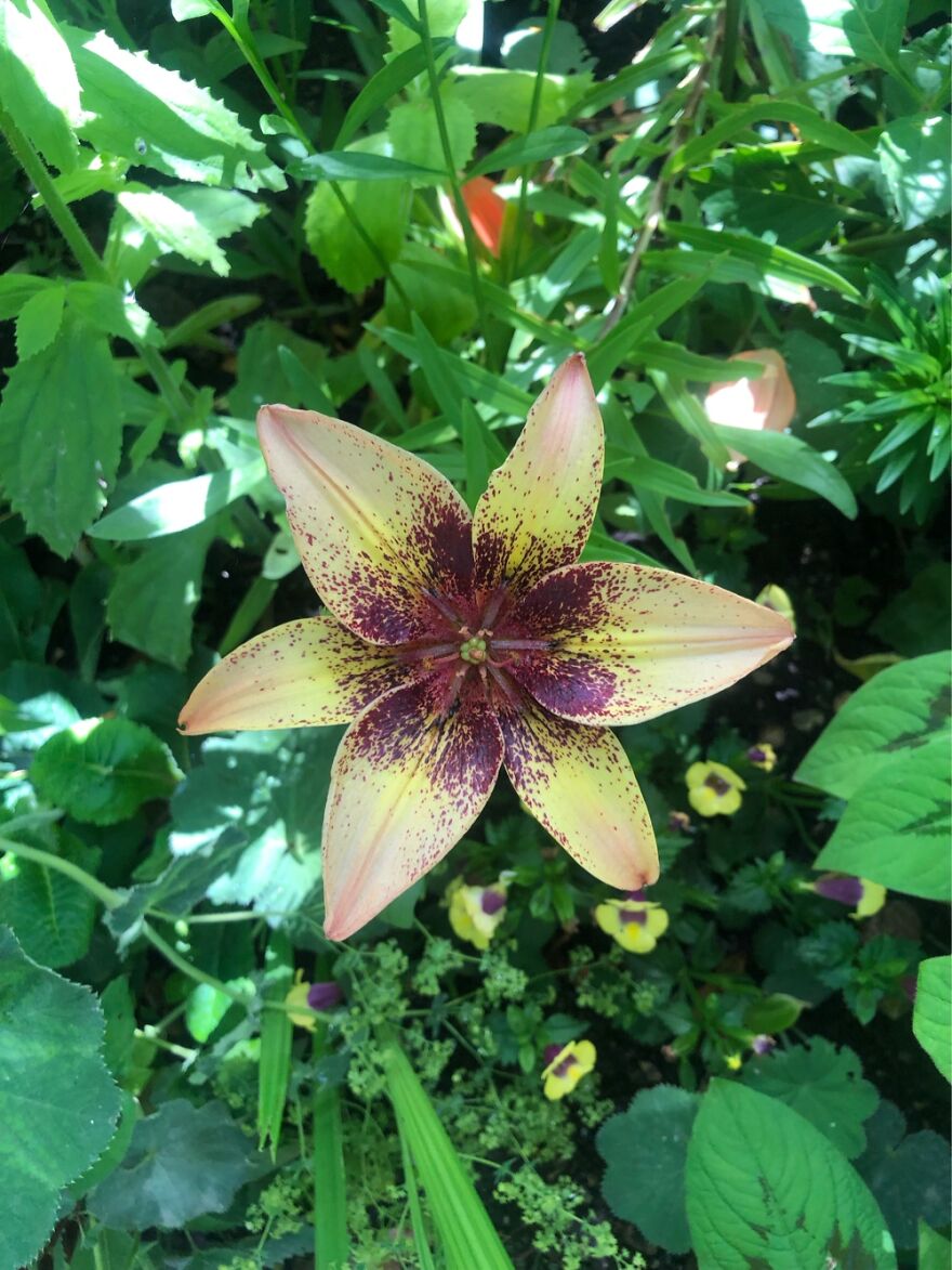 Taken Last Week At Giverny, Monet’s Garden. Too Many Amazing Flowers!!!