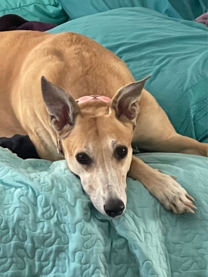 Caracara- Our Eight Year Old Greyhound.