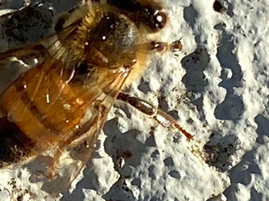 A Bee Last Fall, Got Cold, It Was Late Afternoon And Temp Was Dropping. Made Him Warm!