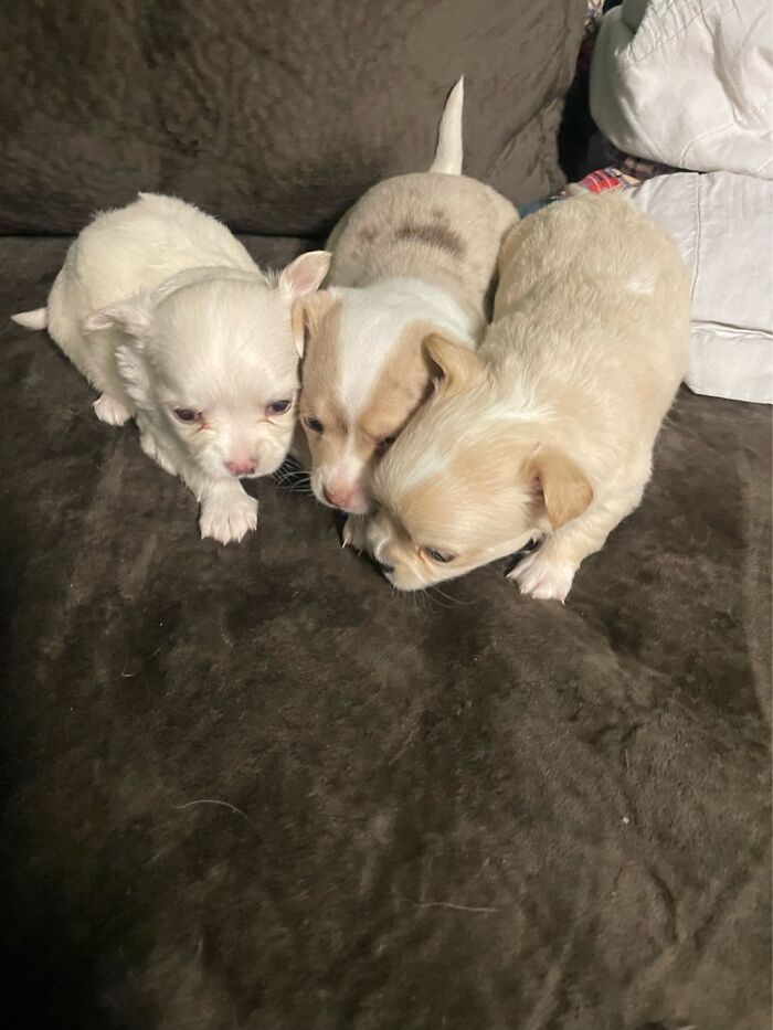 I’m A Chihuahua Breeder… This Was My Most Recent Litter 2 Boys And 1 Girl :)
