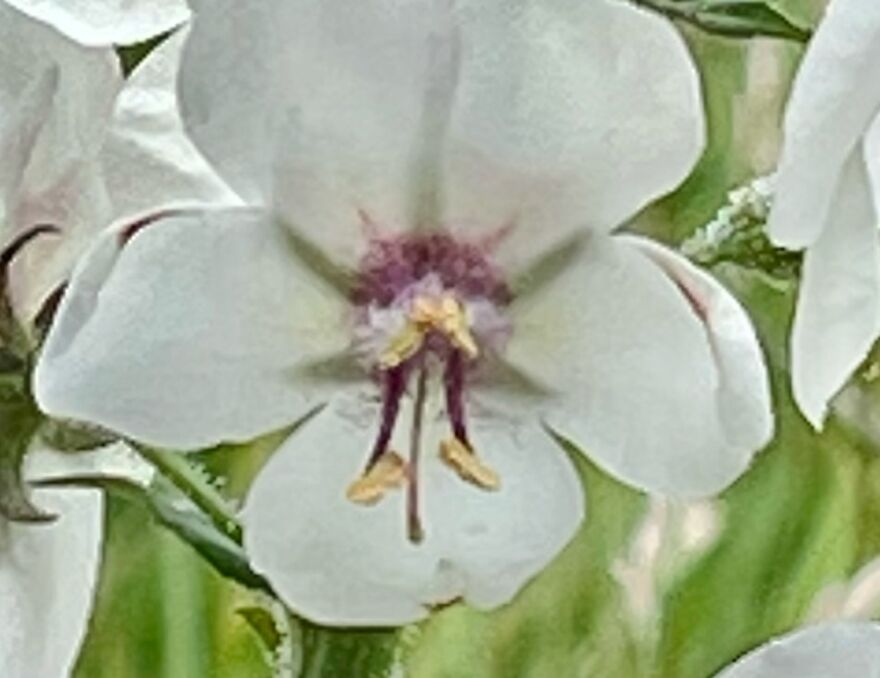 Looks Like A Fairy Fell In